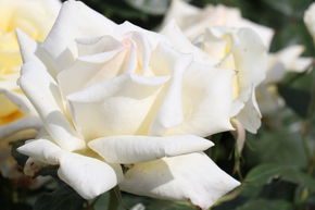 Edelrose 'Diamond Days'