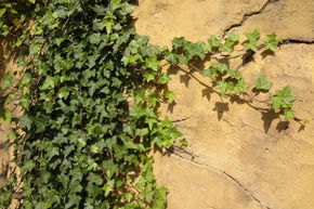 Efeu, Grossblättriger irischer Efeu  'Hibernica' (80 cm)