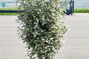 Elaeagnus ebbingei 'Compacta'