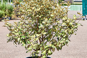 Elaeagnus ebbingei 'Maryline'