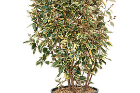 Elaeagnus ebbingei 'Viveleg'