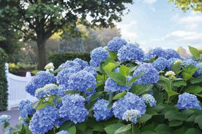 Hortensie Endless Summer blau