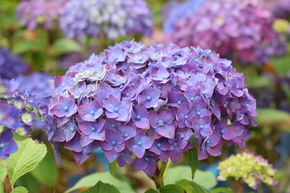 Hortensie Endless Summer 'SummerLove' lila