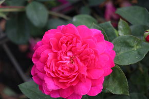 Rose Sophys Rose