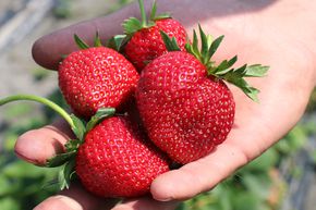 Erdbeere Frutium® Bonneure® 6er Träger