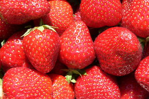 Erdbeere Malwina® 6er Träger