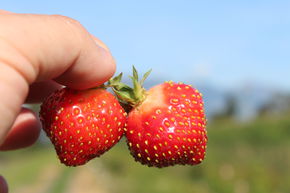 Erdbeere Parfum Fraisibelle