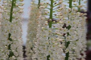 Himalaya Steppenkerze