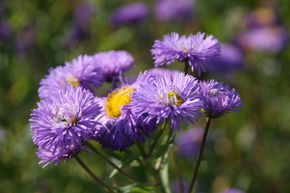 Erigeron speciosus 'Azurfee' (gen)