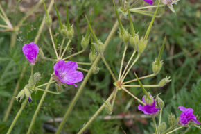 Erodium manescavii