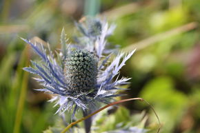 Eryngium alpinum 'Blue Star'