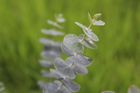 Eucalyptus pulverulenta 'Baby Blue'