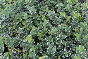 Euonymus fortunei 'Emerald Gaiety' - Immergrüne Kriechspindel