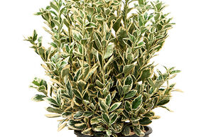 Euonymus jap. 'Bravo'