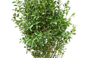 Euonymus japonicus