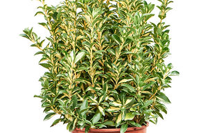 Euonymus japonicus 'Luna Gold'