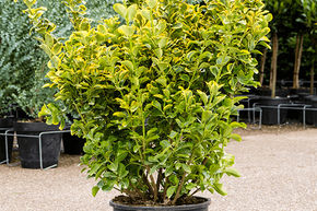 Euonymus japonicus 'Aurea'