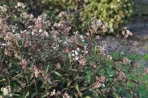 Eupatorium rugosum 'Chocolate'