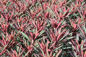 Euphorbia amygdaloides 'Miners Merlot'(S)