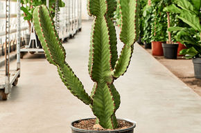 Euphorbia abyssinica