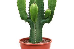 Euphorbia acrurensis (60-80)