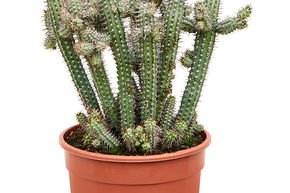 Euphorbia baioensis