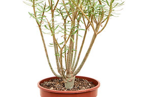 Euphorbia balsamifera