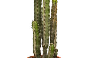Euphorbia canariensis