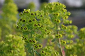 Euphorbia characias 'Black Pearl'