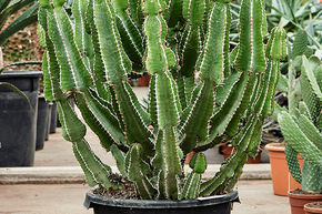 Euphorbia fortissima