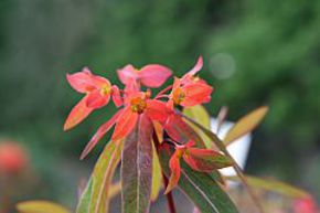 Euphorbia griffithii 'Dixter'