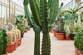 Euphorbia ingens 2pp