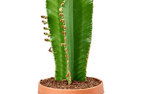 Euphorbia ingens 'Curly'