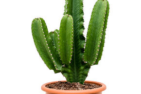Euphorbia ingens (120-160)