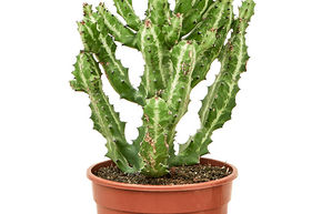 Euphorbia lactea 'Compacta'