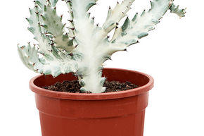 Euphorbia lactea 'White Ghost'