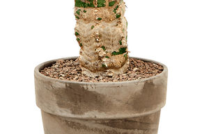 Euphorbia makallensis