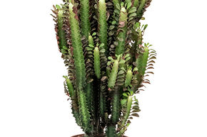 Euphorbia trigona 'Rubra'