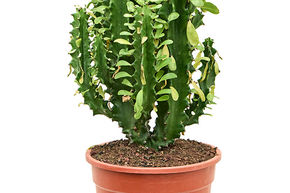 Euphorbia undulatifolia (55-65cm)