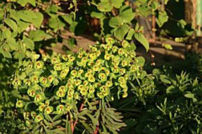 Euphorbia x martinii 'Baby Charm' (S)