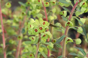 Euphorbia x martinii