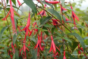 Fuchsia hatschbachii