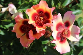 Rose 'Fancy Babylon Eyes'