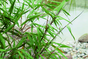 Bambus 'Asian Wonder'
