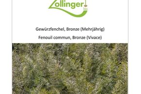 Gew�rzfenchel, Bronze (Mehrj�hrig)
