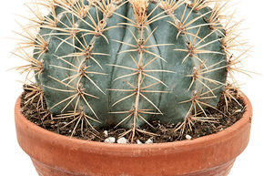 Ferocactus glaucescens