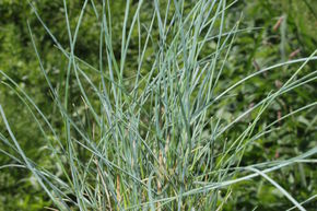 Festuca Cinerea-Hybride 'Uchte'