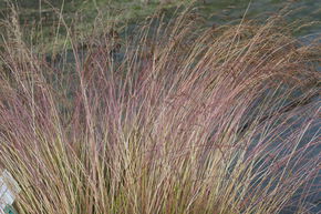 Festuca amethystina