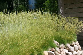 Festuca gautieri