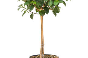 Ficus rubiginosa 'Australis'